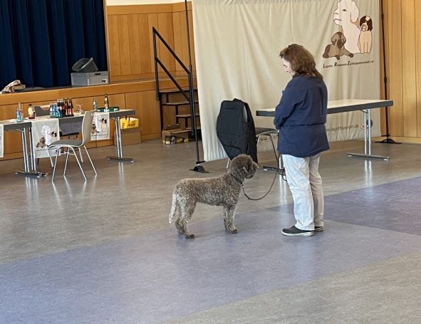 Zuchtzulassung mit Gioia 28.2.26